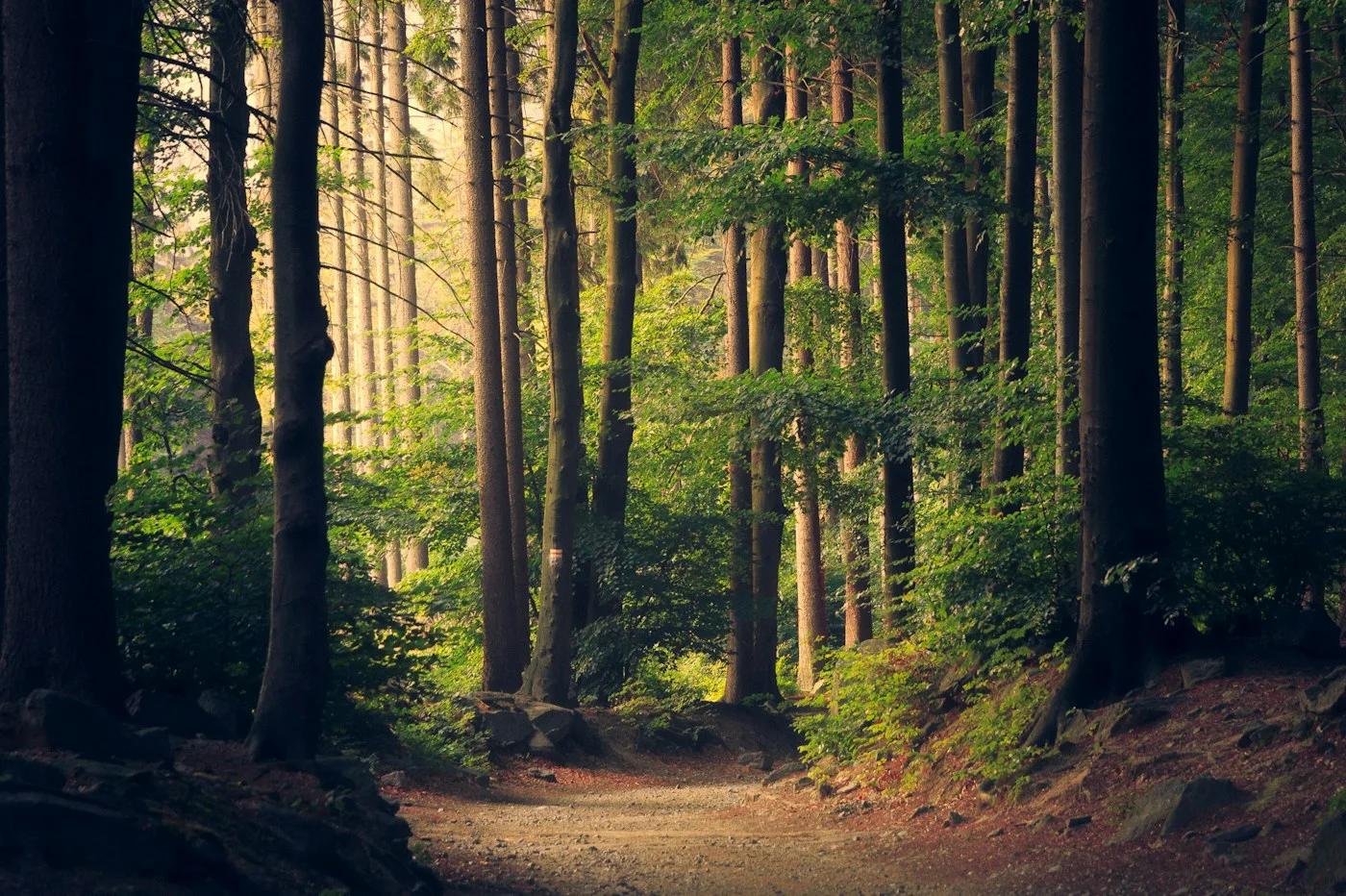 A quiet woodland path representing steady steps toward a values-guided life
